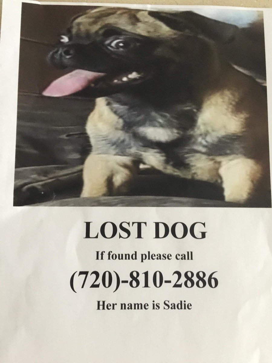 C_Ellis2017's tweet photo. MISSING DOG IN OKOLONA- LOUISVILLE 40229 AREA. Please share because her momma misses her terribly! This baby’s name is Sadie. Microchipped. Fixed. 5 years old. Cork screw tail. White around mouth. Please help bring her home! #lostdog #louisvillelostpets #lostpets https://t.co/mjDPygJ0kh