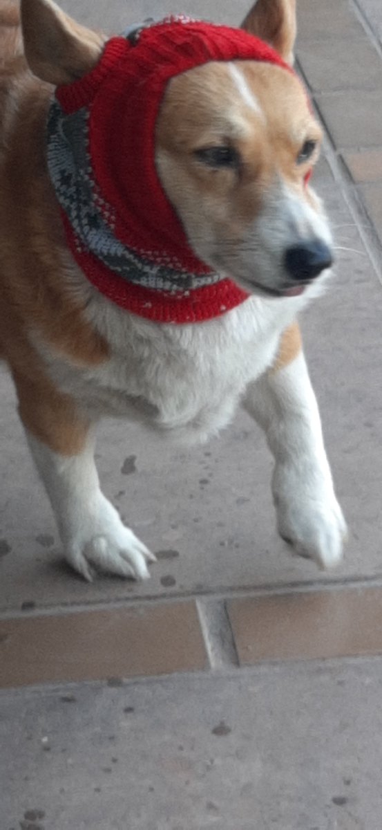 amomicorgi's tweet photo. #amomicorgi con #Frio #FelizLunes 
#CorgiLover #CorgiCrew  #petlover https://t.co/jl1E1GPuih