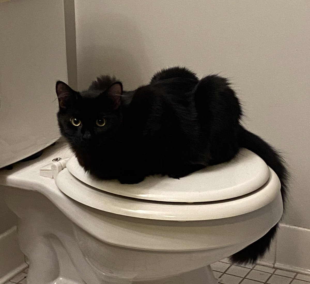 Luxifer969's tweet photo. @chaoticcatpics She is a rotisserie chicken but I love her https://t.co/mBvQHuhXVU