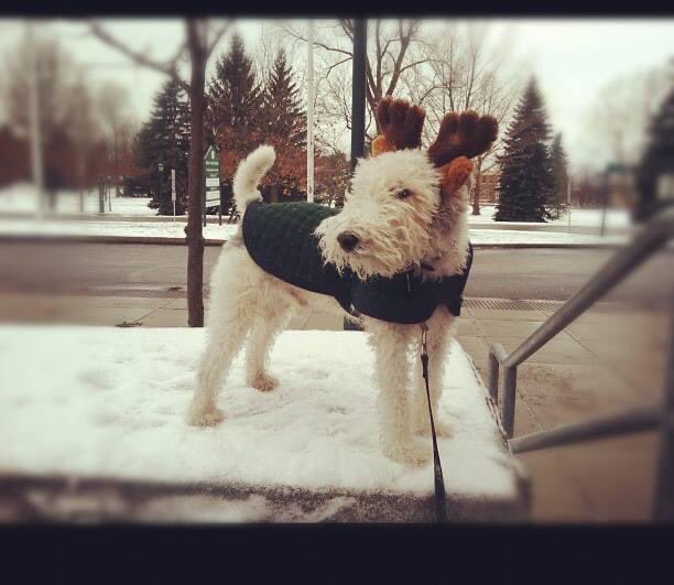 You’ve heard of Rudolph and the others but my 2 favorite Reindeer are resting up after the long trip with Santa around the world !