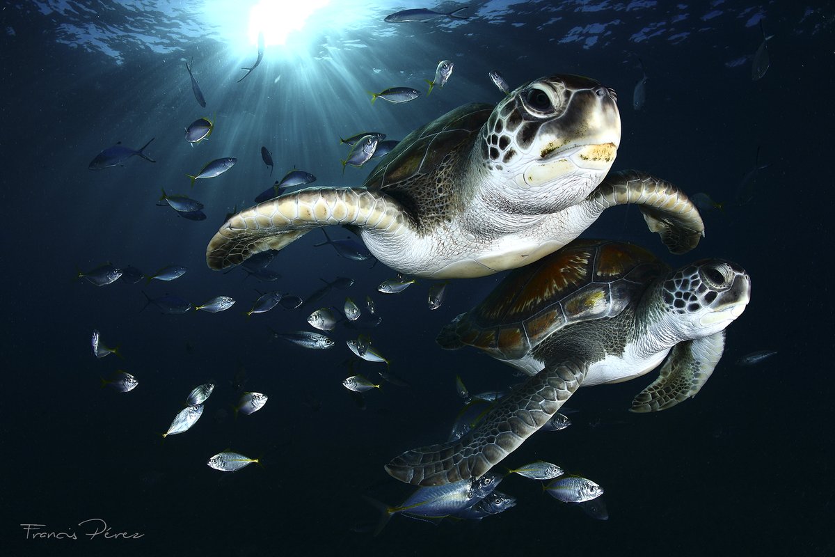 "Our existence is tied up with turtles, whales, and coral reefs. And if there’s hope for them, there’s hope for us." <a href="/SylviaEarle/">Sylvia A. Earle</a> 

Photo by <a href="/francis_perez00/">Francis Pérez</a> from the Tenerife-La Gomera Hope Spot