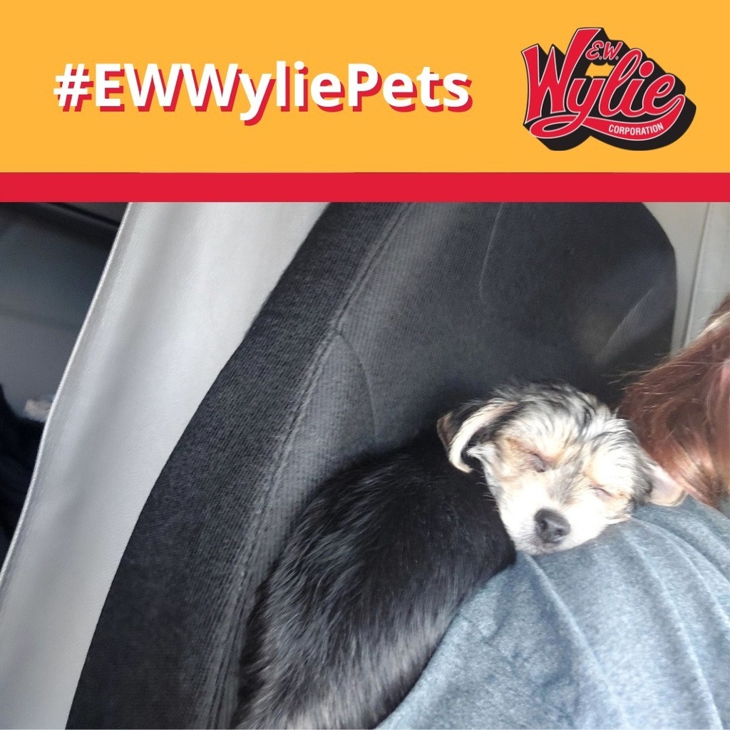 How cute is this?! Be sure to tag #EWWyliePets when you post!

📸: Kristie B.
.
. 
.
#EWWyliePets #EWWylie #WylieDrivers #WylieTough #NowHiring #TruckingJobs instagr.am/p/Cmo_MAyLZ5J/