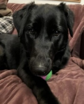 millypod1's tweet photo. KIZZY HOME SAFE. THANKS FOR RT's 😊🐕🐾

🆘23 DEC 2022 #Lost KIZZY #ScanMe  
YOUNG Black Labrador Cross Female
#Hawstead #BuryStEdmunds #Suffolk #IP29 https://t.co/JBFcwoZLu1 https://t.co/6FAOAzhUk5