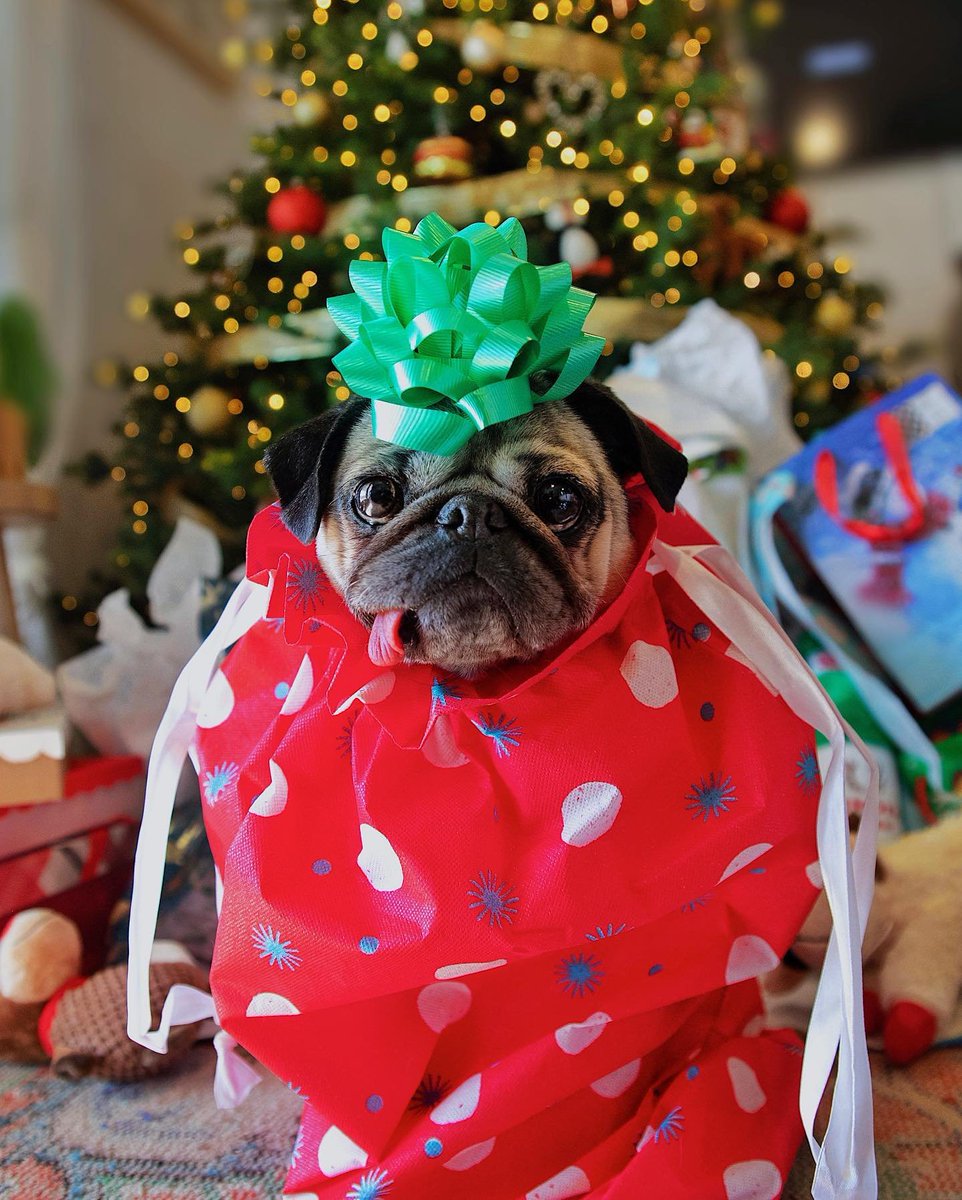 pug_l_o_v_e_r's tweet photo. “MERRY PUGMAS!!! 🎁” -Doug
#pug #puglover #dosoftwitter #puglover https://t.co/MKFvhyaHCq