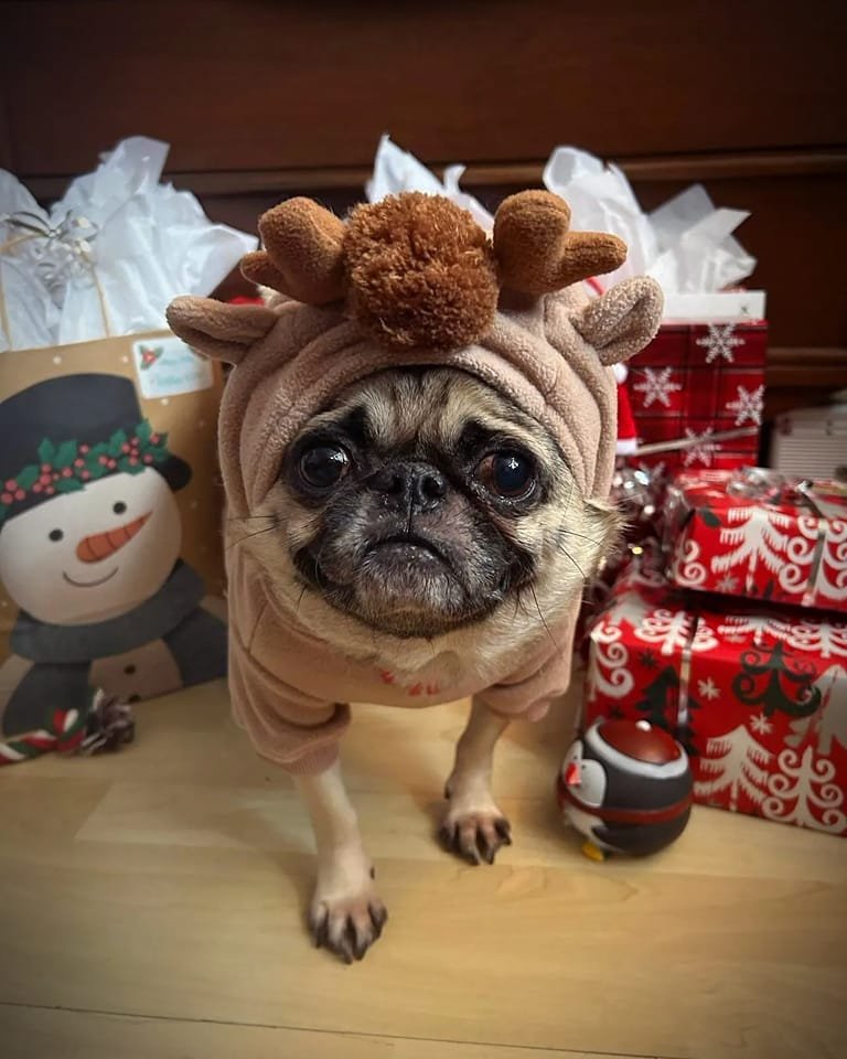 pug_l_o_v_e_r's tweet photo. Merry christmas from Ruby 🖤
#pug #puglover #dosoftwitter #puglover https://t.co/xEfe0Qx79z