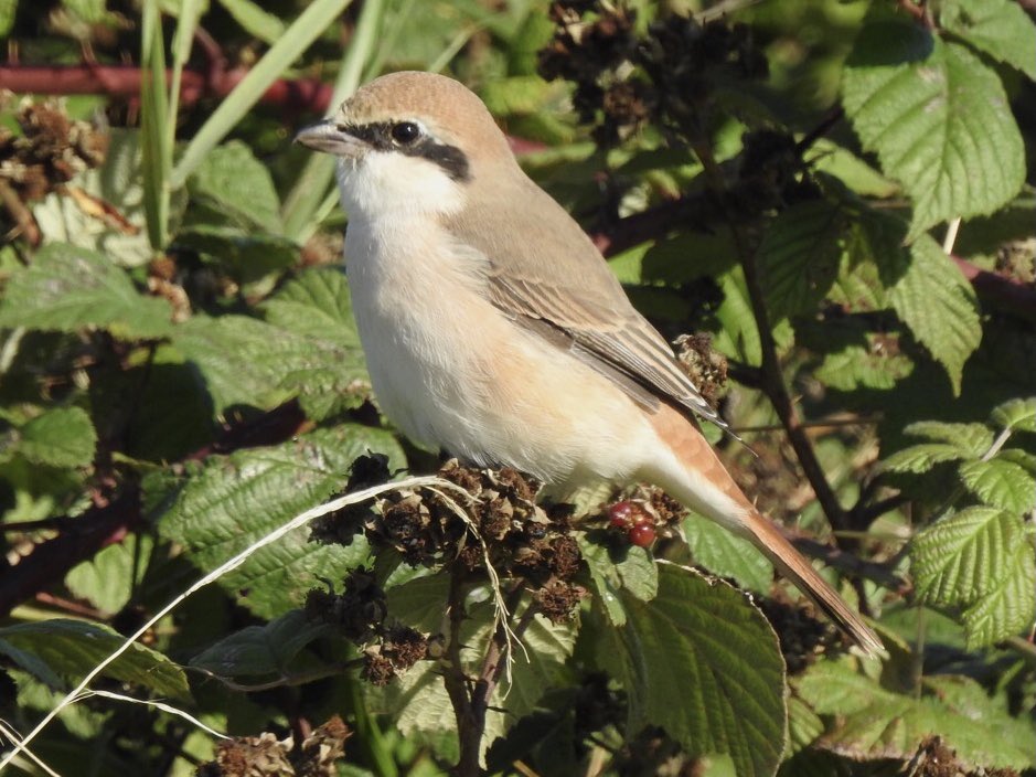 ianbennell75's tweet photo. @SeaninPinner @Bempton_Cliffs @BirdWatchingMag I saw it on its 61st day. Its 62nd day was its last! π¬ #skinoftheteeth https://t.co/BAEiJX9o90