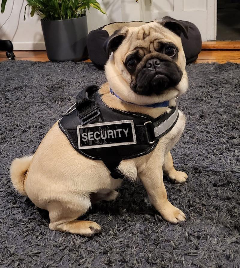 pug_l_o_v_e_r's tweet photo. When you hire the most top-tier security team😎👍
#pug #puglover #dosoftwitter #puglover https://t.co/4nfnXYjaSS