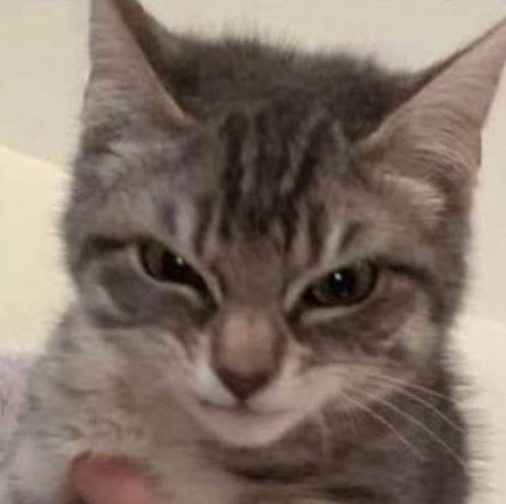 новая фотка туминов целиком и по частям.