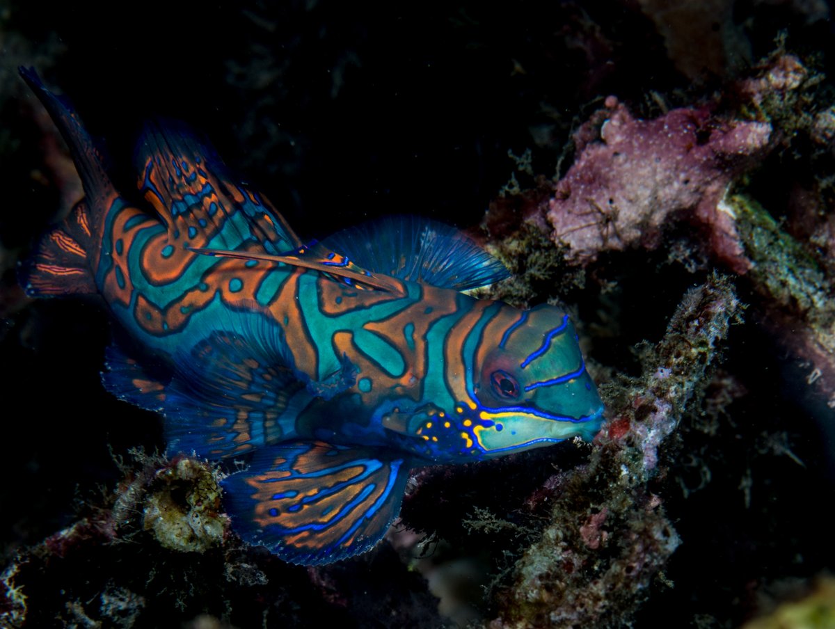 Mandarinfish, Synchiropus splendidus, are one of two vertebrate species to have truly blue coloring due to cellular pigment. 💙 

Photo by Sabine Templeton from the Misool Marine Reserve Hope spot