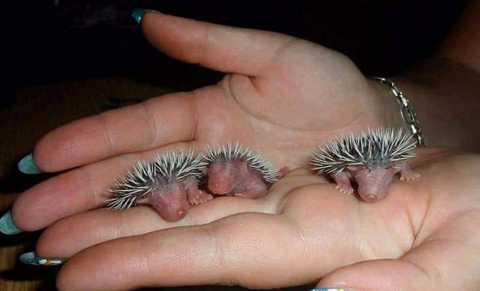 话梅女人 tweet media