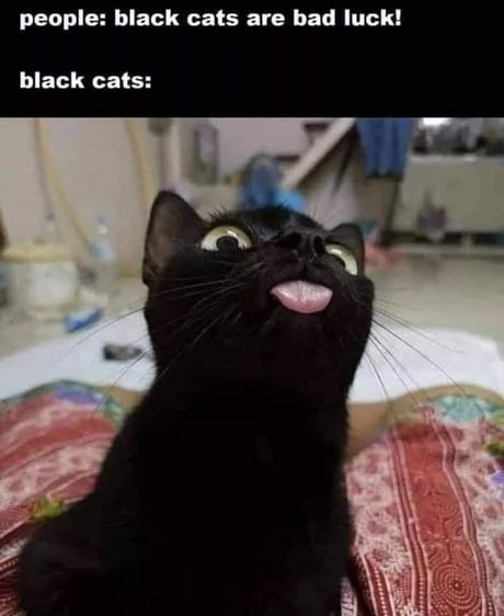 CATBRAINCELL's tweet photo. https://t.co/6uvbp6lBGA