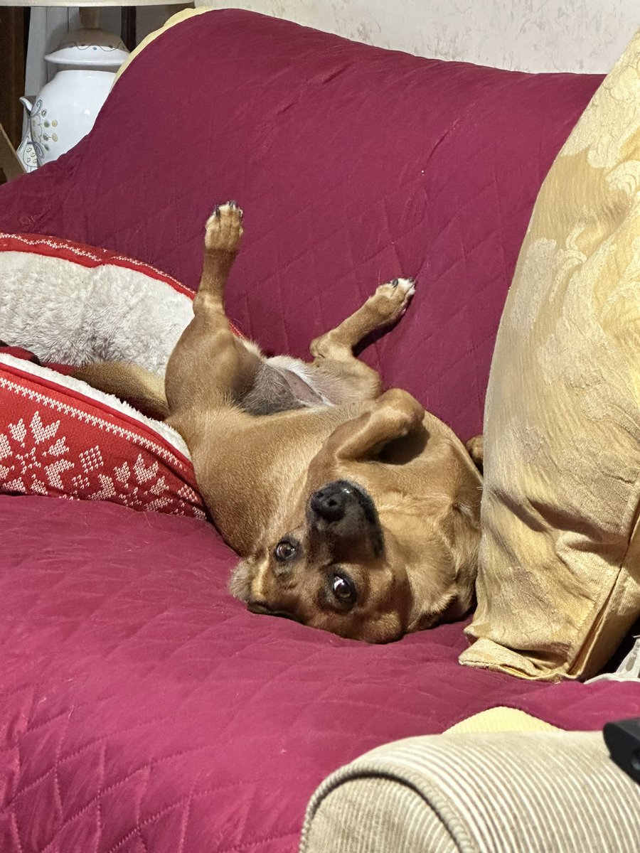 GallozziMrita's tweet photo. ….tutorial per come trascorrere le vacanze di Natale!!!!
#Natale #lulaforever #canetta #relax https://t.co/oh8NnnAfK9