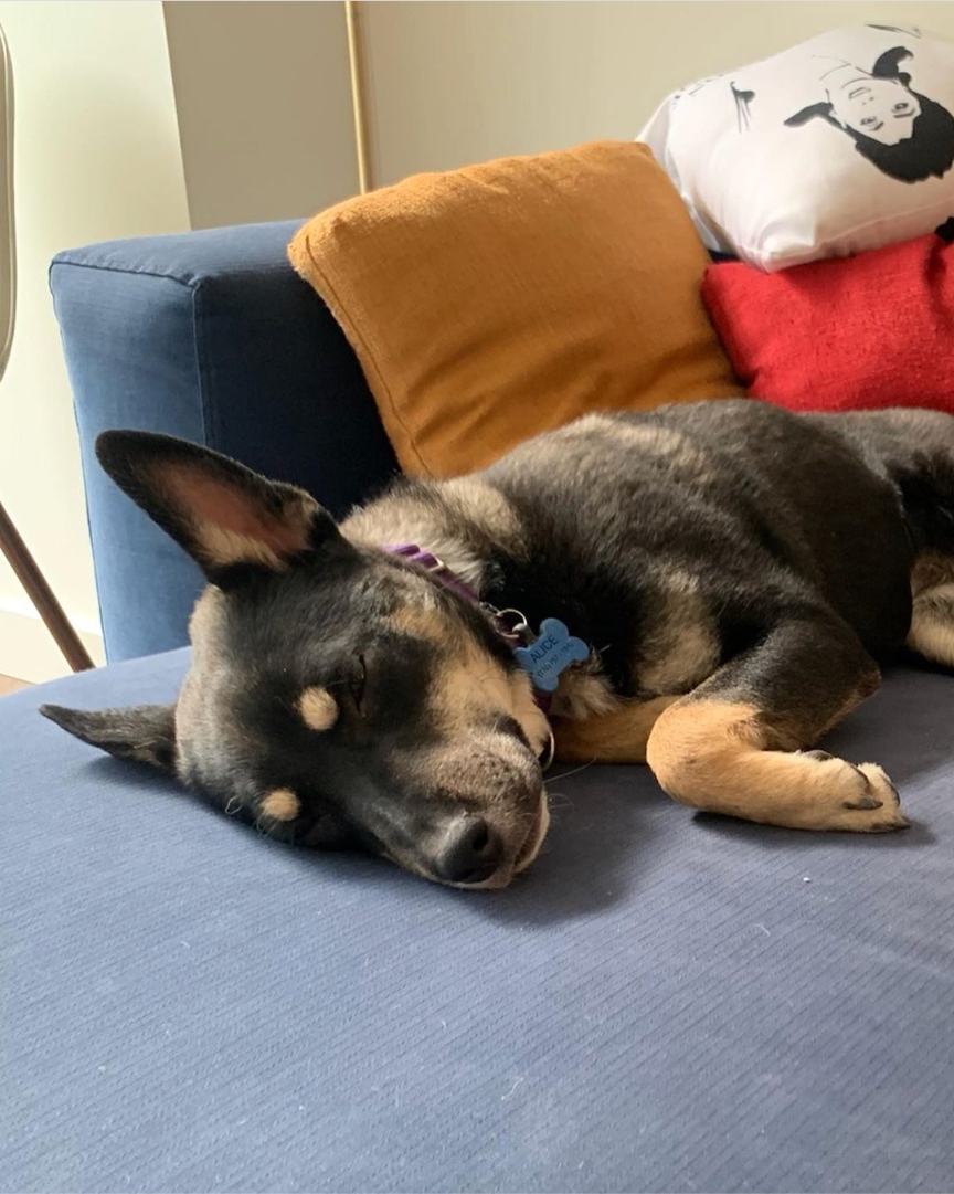 atlantapetlife's tweet photo. Today's agenda: Nap in every room of the house (maybe twice). ๐๐
๐ถAlice
#atlantapetlife #dogist #atlpets #furendly #atlantapets #atlantadogs #dogfeature #weratedogs #dailybarker #bestwoof #dogfeatures #topdogphoto #dailydog #dogsofatlanta https://t.co/qz1NBrYaIH