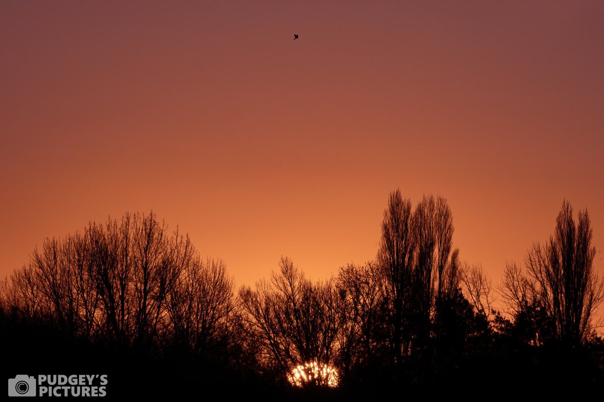 PudgeysPictures's tweet photo. A distant Kestrel hovering above this morning’s sunrise at #brandonmarsh #brandonmarshsightings @WKWT https://t.co/96HQlHXR1y