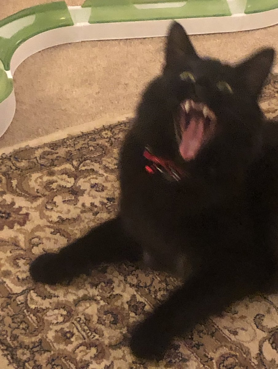 BritishCrumpet4's tweet photo. @chaoticcatpics Demons https://t.co/HIlaTxQves