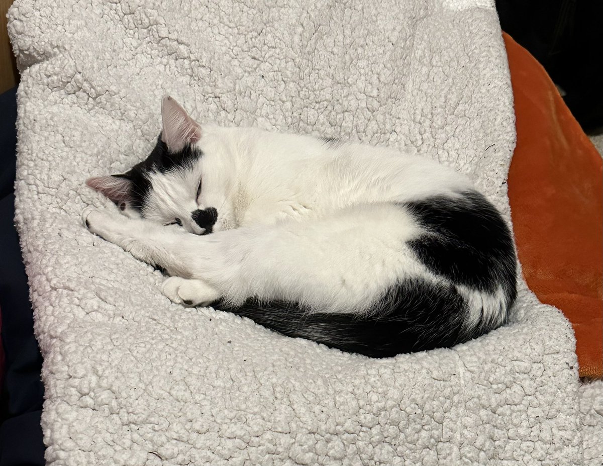 RMGirlUK's tweet photo. I just walked in on her and turned the light on and I swear I heard her say “fuck off!” So I said “it’s my bedroom too, cat” #CCTVCat https://t.co/j7UgoMFyU8