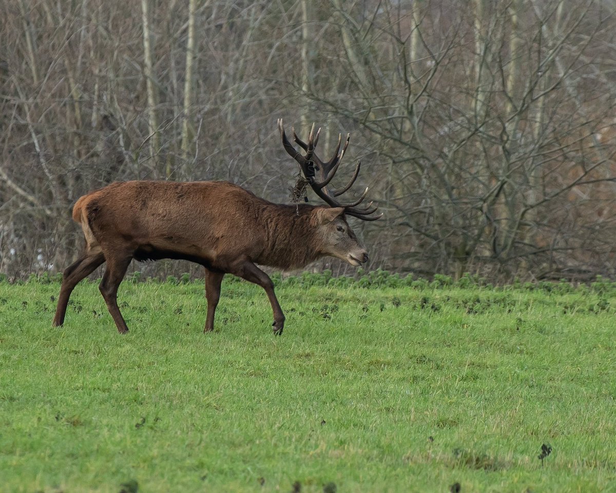 McCormick_snaps's tweet photo. Merry Christmas everyone. I hope  had a lovely day. I took these yesterday morning in Chasewater (before presents and pain au chocolats).

@YearWithDeer @Britnatureguide @StaffordshireCC @Natures_Voice @RSPBEngland @ChrisGPackham @HannahStitfall @goateetiger @ThePhotoHour 1/2 https://t.co/Y3Xe4bCjKM