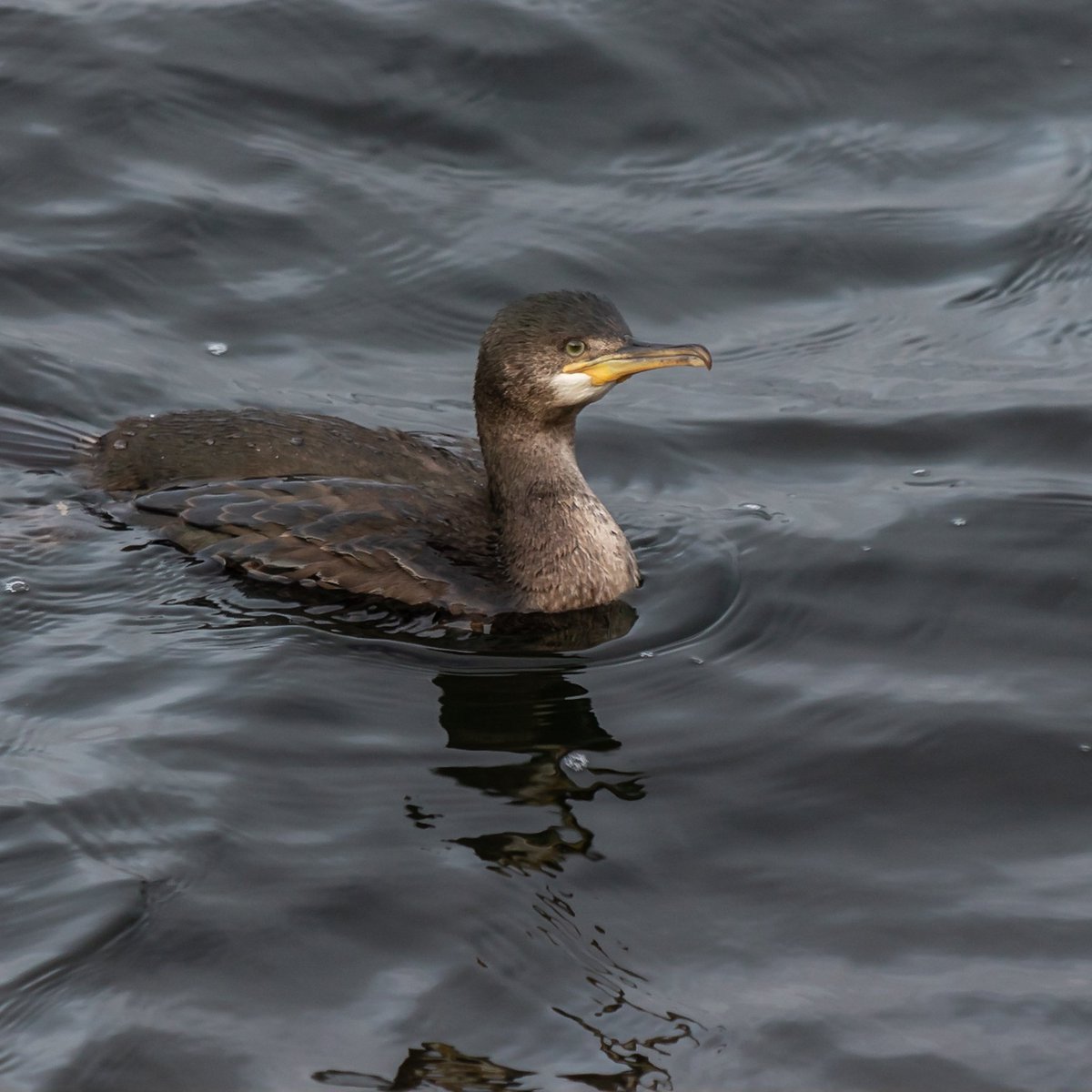 McCormick_snaps's tweet photo. Merry Christmas everyone. I hope  had a lovely day. I took these yesterday morning in Chasewater (before presents and pain au chocolats).

@CarlBovisNature @Britnatureguide @StaffordshireCC @Natures_Voice @RSPBEngland @ChrisGPackham @HannahStitfall @goateetiger @ThePhotoHour 2/2 https://t.co/QvD2LtHPW9