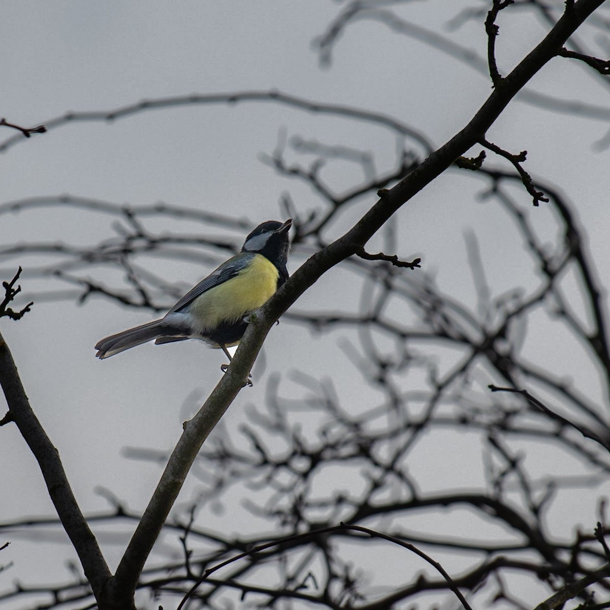 McCormick_snaps's tweet photo. Merry Christmas everyone. I hope  had a lovely day. I took these yesterday morning in Chasewater (before presents and pain au chocolats).

@CarlBovisNature @Britnatureguide @StaffordshireCC @Natures_Voice @RSPBEngland @ChrisGPackham @HannahStitfall @goateetiger @ThePhotoHour 2/2 https://t.co/QvD2LtHPW9