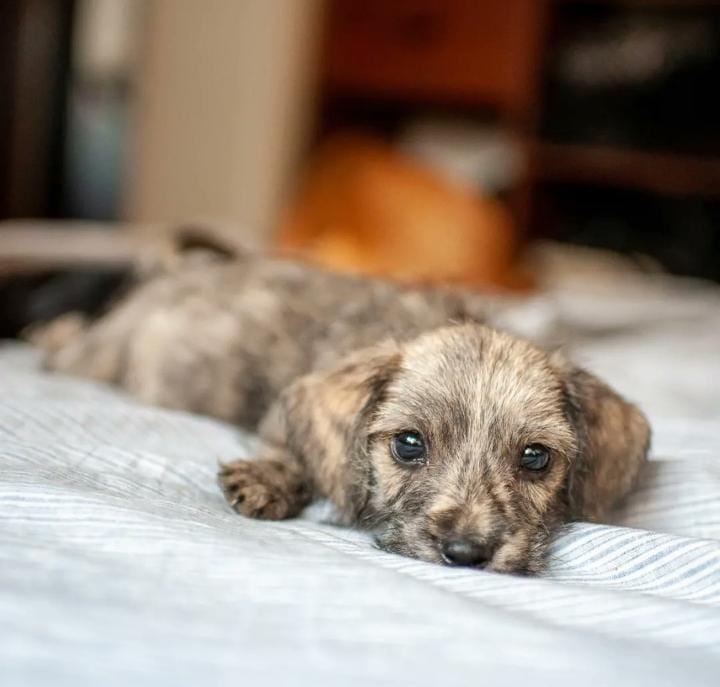 LIO SE QUEDA SIN PROVI EL LUNES 😭 PORFA AYUDEMOS A ENCONTRARLE PROVI/ADOPTANTE 

Es un bebé, tiene 50 días. Sus hermanitos ya tienen hogar. Que Lio comience el 2023 con una familia 🙏 <a href="/VivireNuevaCba/">VivirenNuevaCórdoba®</a>