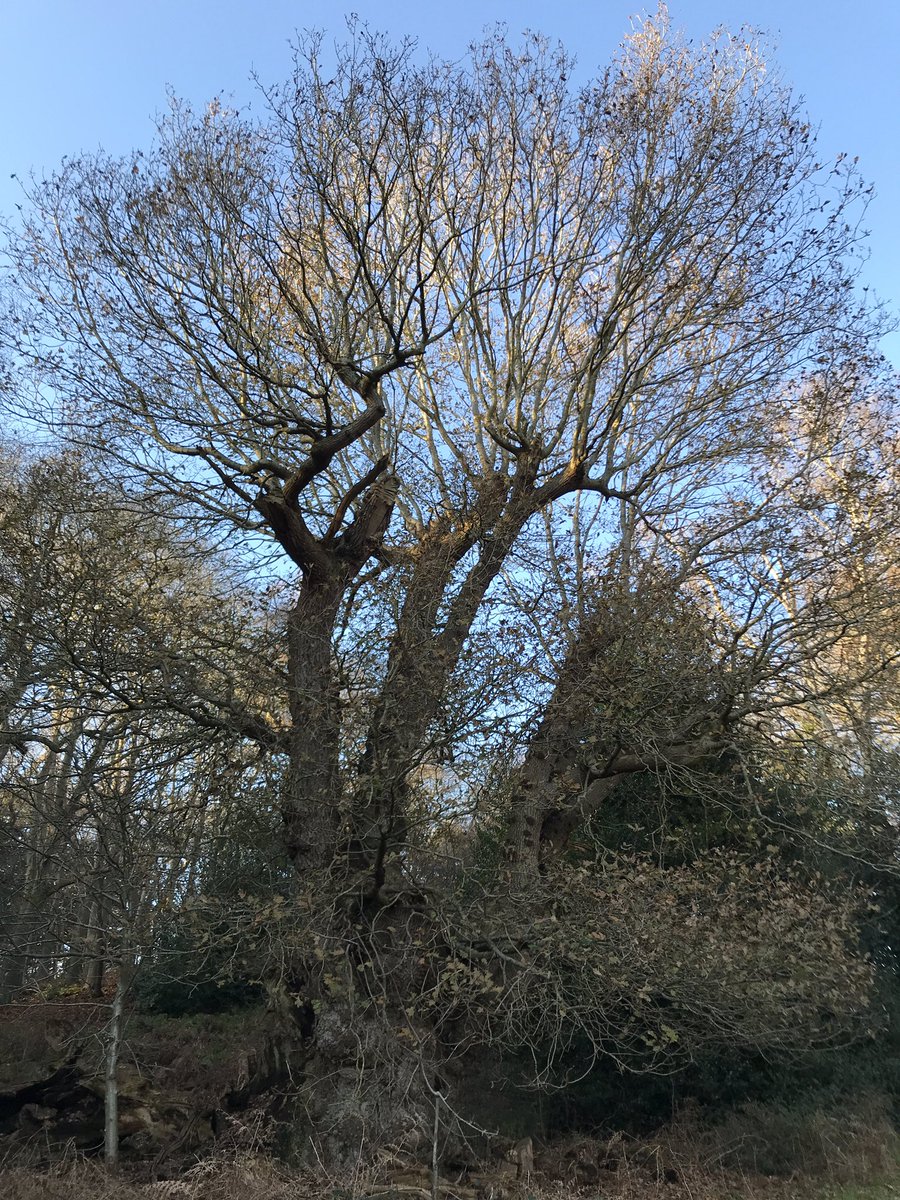 Ancient tree hunting on a gloriously sunny Boxing Day. One fabulous 8m+ oak hidden in the shade of smaller neighbours and a beautifully intact lapsed pollard in sunlight.
#AncientTrees #AncientOaks #VeteranTrees #VeteranOak #TreesofNationalImportance #AncientTreeInventory #VetOak