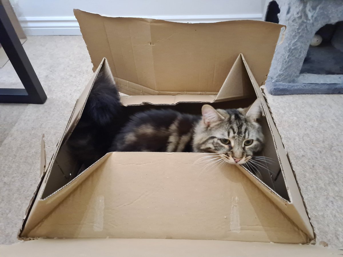 Children get excited on #ChristmasDay, cats however prefer #BoxingDay!
#CatsOfTwitter #AdoptDontShop