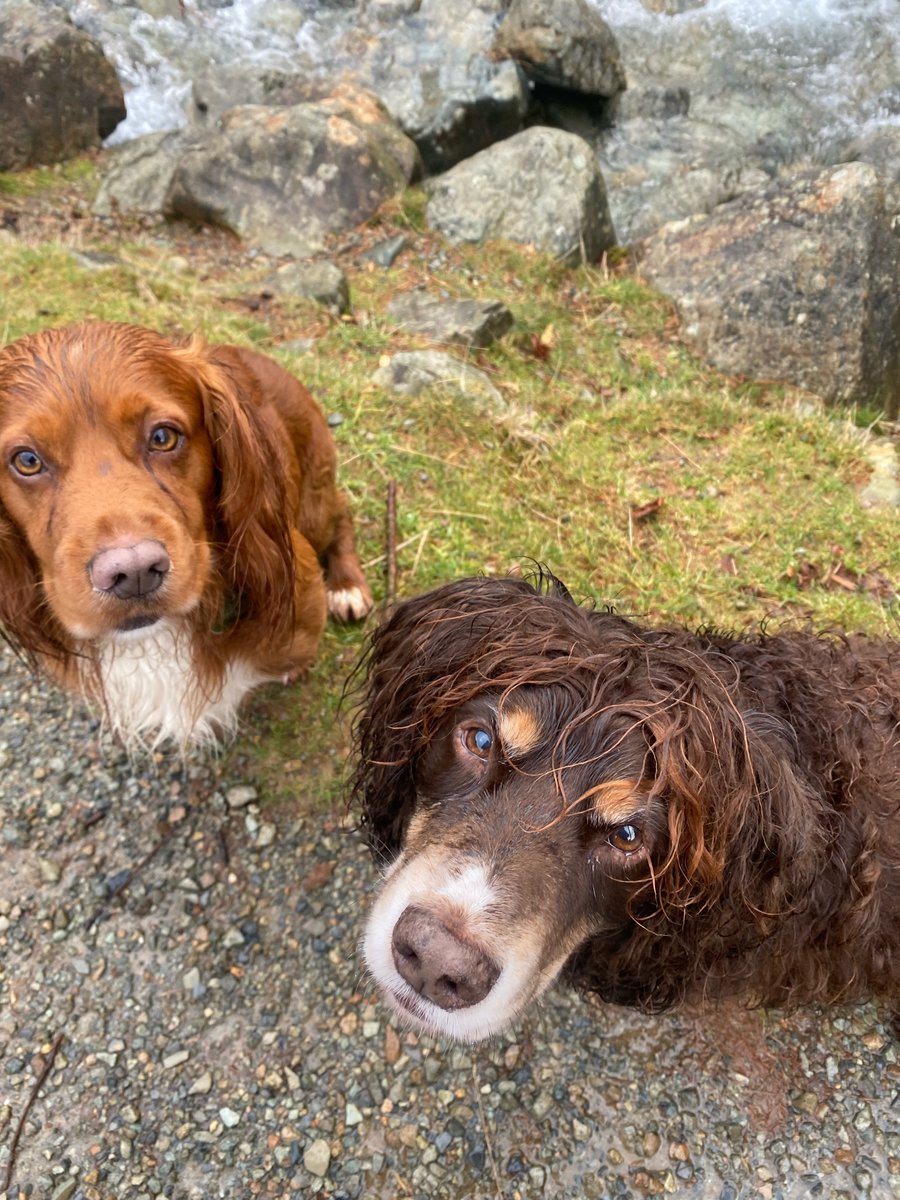 TraceyCLRNTH's tweet photo. @mrdanwalker Walk around Buttermere with these 2 and the family https://t.co/cTLG4CHmok