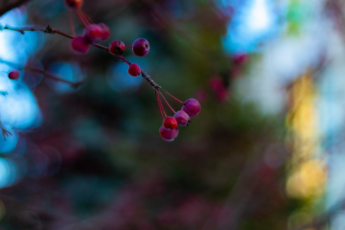 VVPhoto95's tweet photo. #photography #photo #ukraine #ukrainephoto #ukrainephotography #ukrainephotographer #kyiv #kyivphoto #kyivphotography #kyivphotographer #nature #naturephoto #naturephotography #berries #bokeh #bokehphoto #bokehphotography #blurredbackground #backgroundblur #canon #canonukraine https://t.co/gN974jEHDL