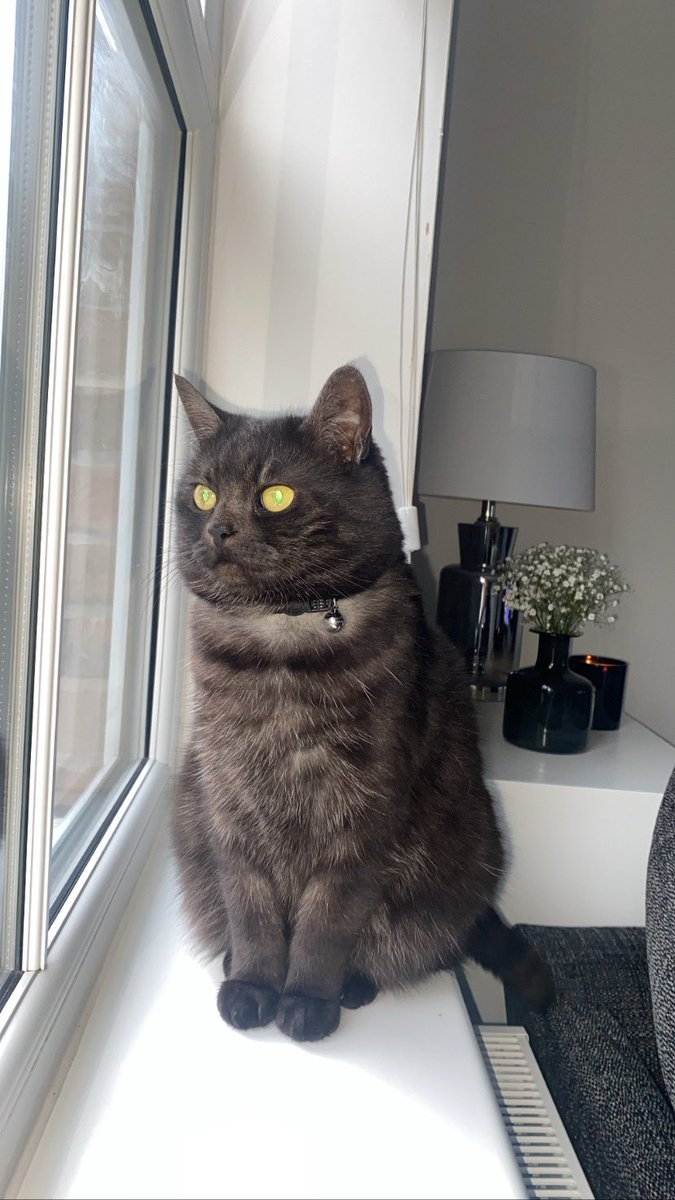 staceyxbell's tweet photo. @chaoticcatpics https://t.co/XGpHCuGDXU