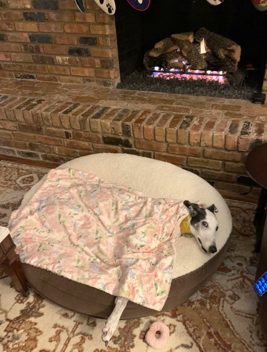 Champagne wants nothing to do with the cold weather and is gonna stay right here by the fire.  #Greyhounds #WarmFire