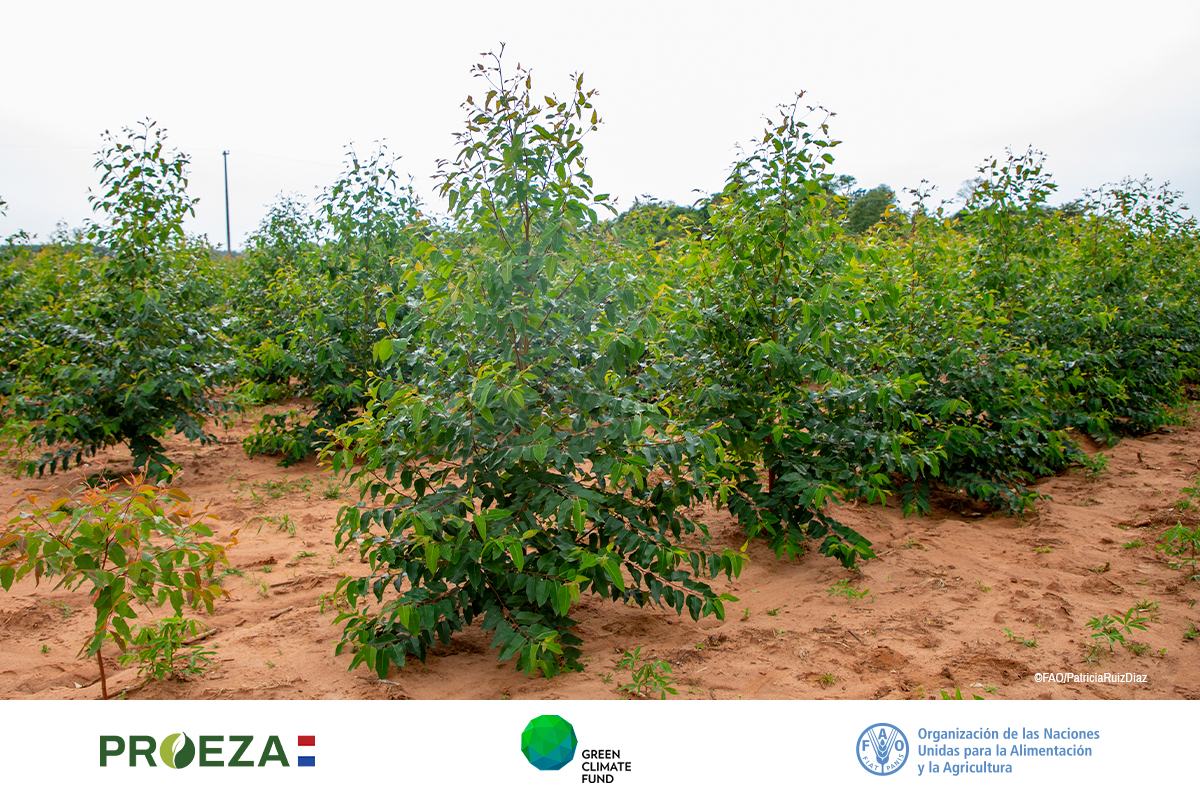 #PROEZAParaguay implementa sistemas agroforestales para contribuir a la conservación y restauración de los bosques, mitigando los efectos del cambio climático en comunidades vulnerables. 

➡️ bit.ly/3VZLRnv