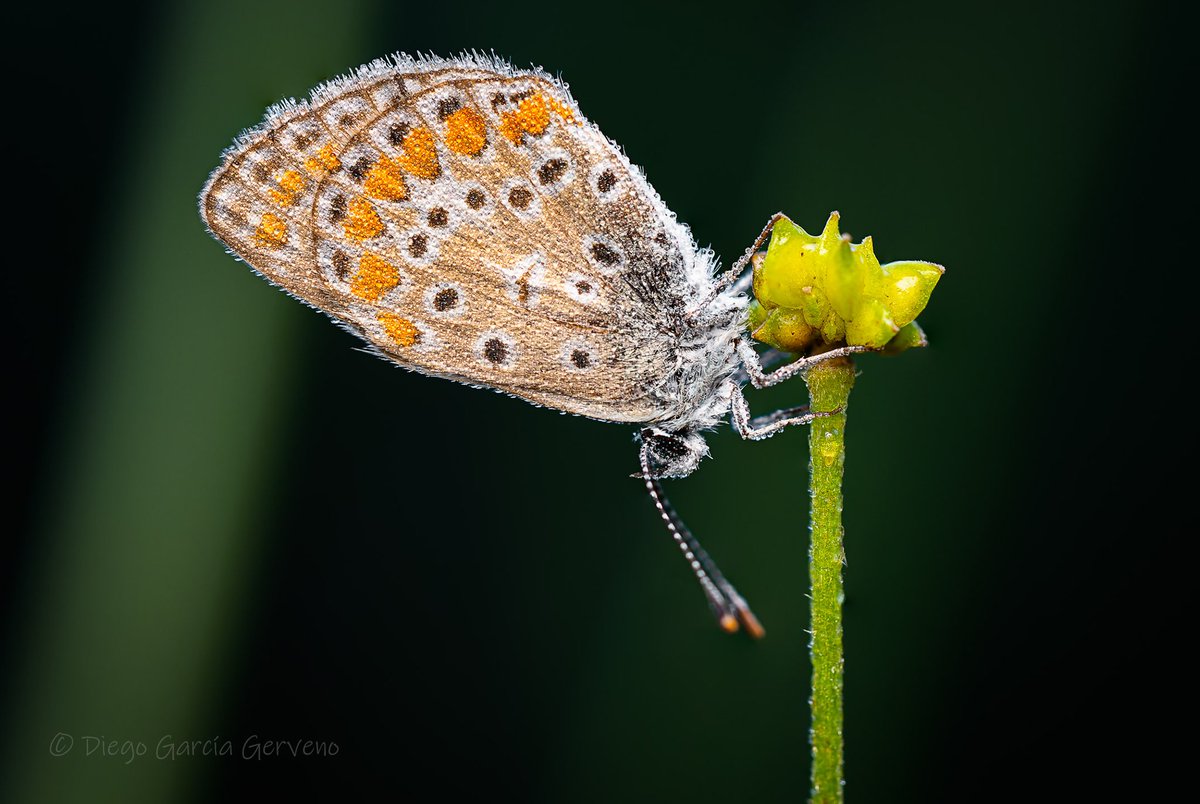 dgerveno's tweet photo. Seguramente Plebejus idas, casi indistinguible de su prima P. argus. https://t.co/uEec5yHRlN