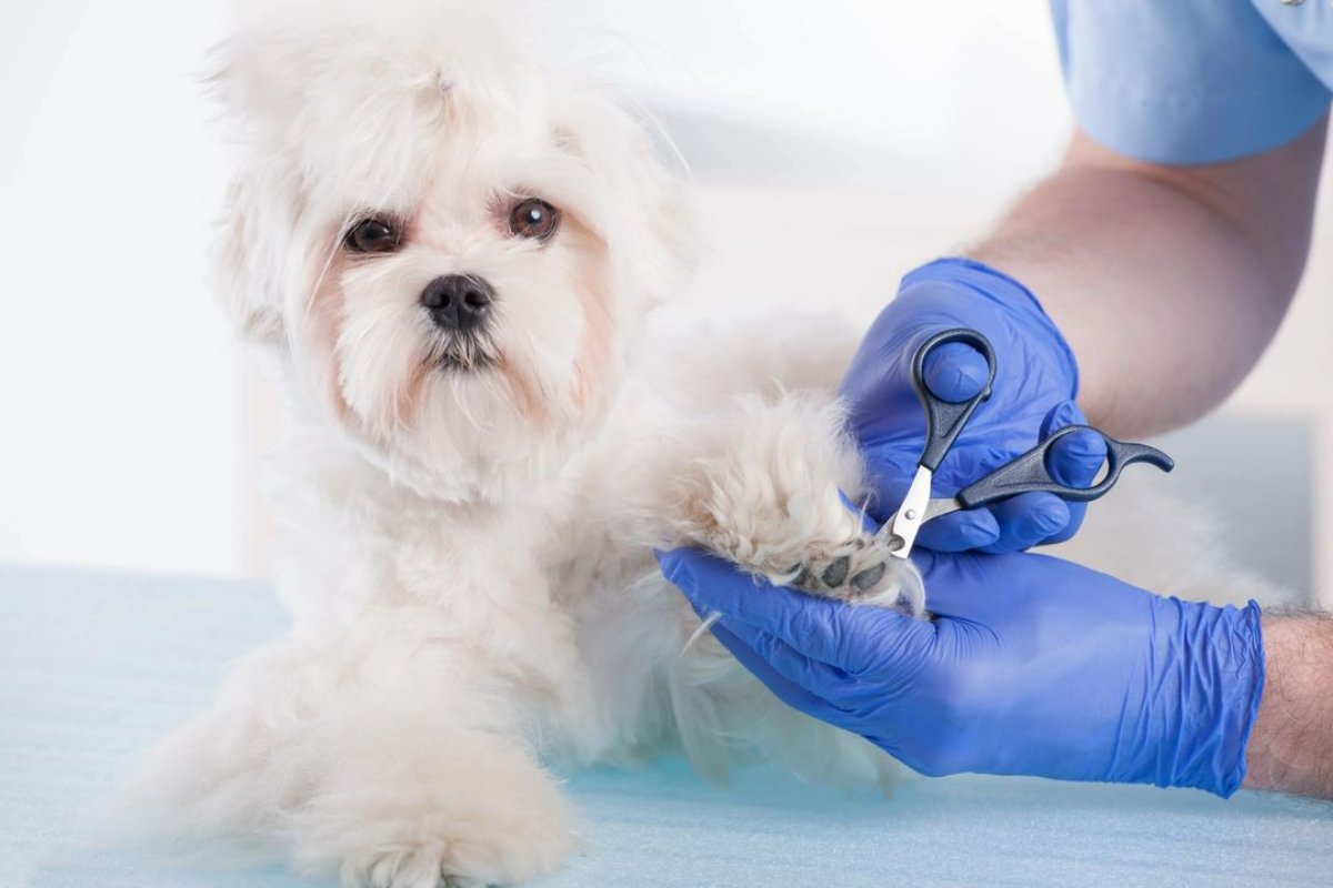 DerPetHausWA's tweet photo. Get your pet the New Year's gift of a good grooming session! #DerPetHaus #Bellevue #BellevuePets #DogGrooming #CatGrooming #FurryFriends https://t.co/w3Yk0WpdHy