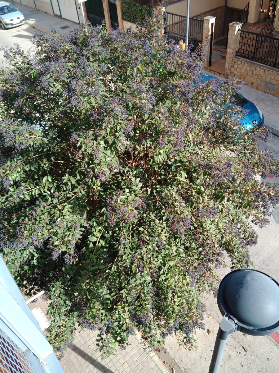 AlmansaUcin's tweet photo. Los vecinos y Ucin Almansa solicitamos al concejal de jardines que hagan la poda de los arboles de la calle Violeta Parra, así como en otras zonas de Almansa, ya que con la pandemia no se han podado desde hace 2 años. https://t.co/Amy7YxHqnp