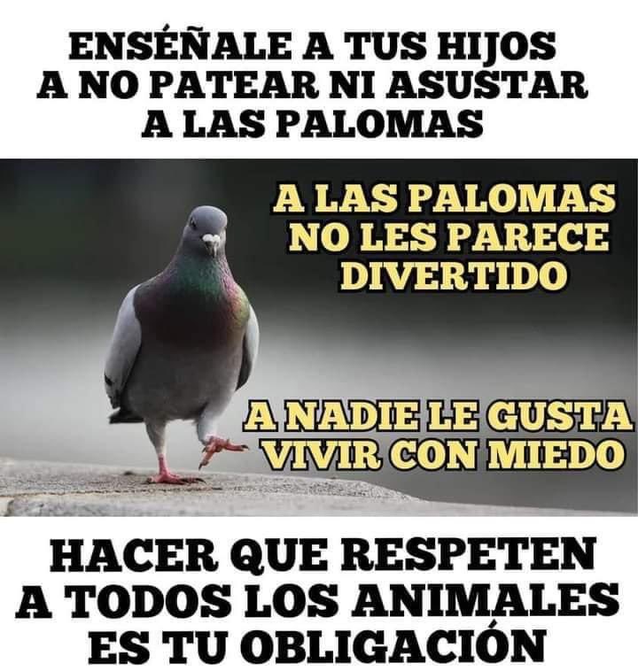 Enséñale a tus hijos a no patear ni asustar a las palomas. A nadie le gusta vivir con miedo. Gran parte del problema de las #palomas en las ciudades se pueden solucionar haciendo #palomares en los parques #SalvemosLosPalomares #PalomaresSingulares #LeonEsp #utopia