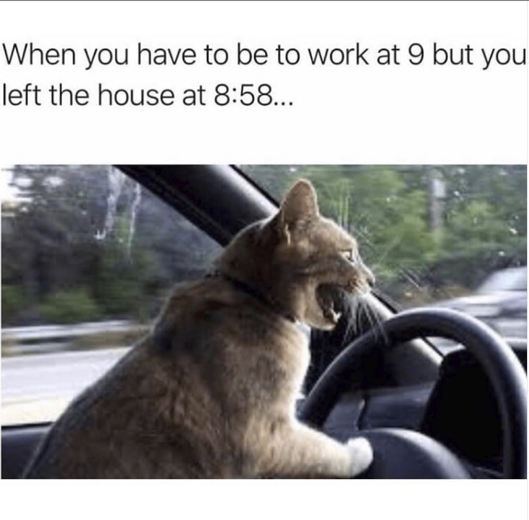 cats who share one braincell (@catbraincell) on Twitter photo 