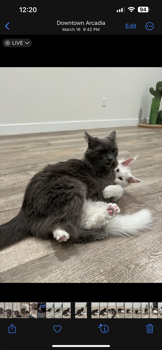 lindy maria on Twitter: "RT @eggtardy: These are my cats wtffff 😭😭"