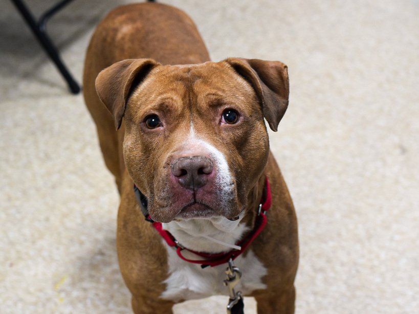 MyBoxerLuvMac1's tweet photo. 💔Bruno💔
#NYCACC #156090 6y
▪️To Be Killed: 12/27💉
▪️$317 Pledges
Beautiful boy's💔, after elderly owner unable 2 care for him! + now, has pneumonia! Sweetie's gd w all ppl/kids +knows commands. Total lovebug
needs loving, N.East #Adopter/#Foster, 4 MD +TLC. Pls #pledge
💕Bruno https://t.co/U6PwyxItp6