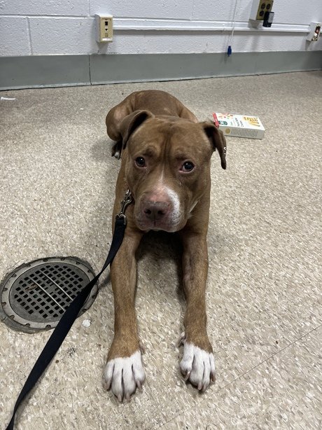 MyBoxerLuvMac1's tweet photo. 💔Bruno💔
#NYCACC #156090 6y
▪️To Be Killed: 12/27💉
▪️$317 Pledges
Beautiful boy's💔, after elderly owner unable 2 care for him! + now, has pneumonia! Sweetie's gd w all ppl/kids +knows commands. Total lovebug
needs loving, N.East #Adopter/#Foster, 4 MD +TLC. Pls #pledge
💕Bruno https://t.co/U6PwyxItp6