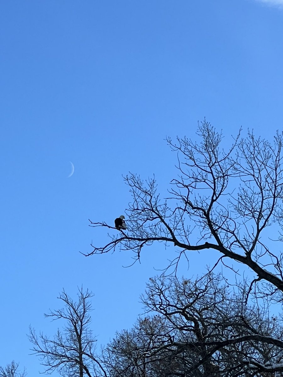 Hector_E_Alcala's tweet photo. An eagle and the moon. https://t.co/OdNzxNc5Yc