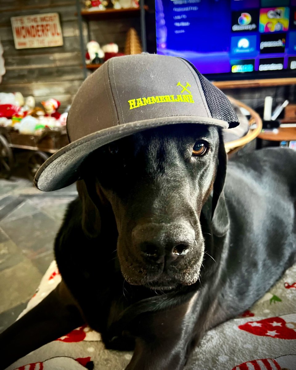 chrisrayfleming's tweet photo. Think we have a model in the making. #harleydog #hammerlane #mydogiscoolerthanyours #mydog https://t.co/iY1cS4FexB