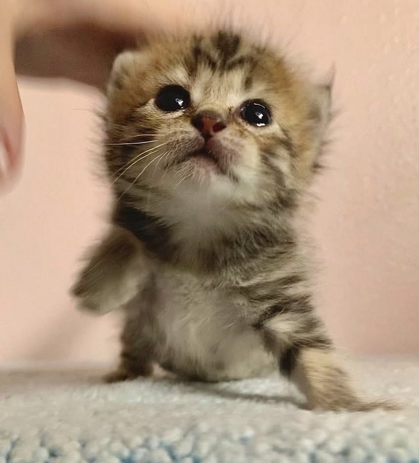 hum dinky tweet media