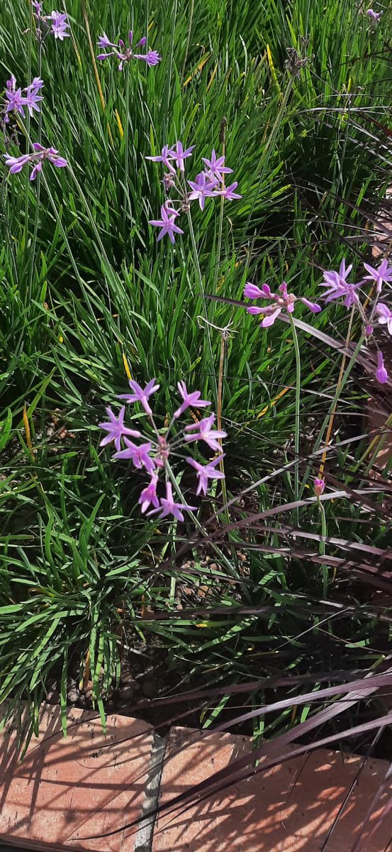 UCABSustentable's tweet photo. ¿Conoces esta planta? Es conocida como “ajo de sociedad”, el nombre deriva de su distintivo olor y sabor a ajo. Tiene usos culinarios y sus fragantes flores pueden atraer mariposas. En la #UCAB podemos encontrar esta planta en el #TechoVerde. https://t.co/fyWBzVmZhe