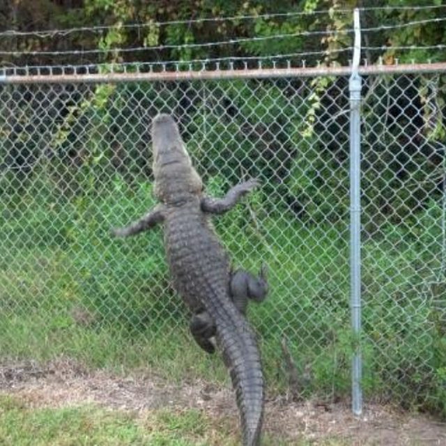 GatorsDaily's tweet photo. holy shit https://t.co/m16P5aAiyc