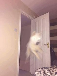 CATBRAINCELL's tweet photo. POST YOUR BLURRY CATS https://t.co/ZSHzhhHJPD