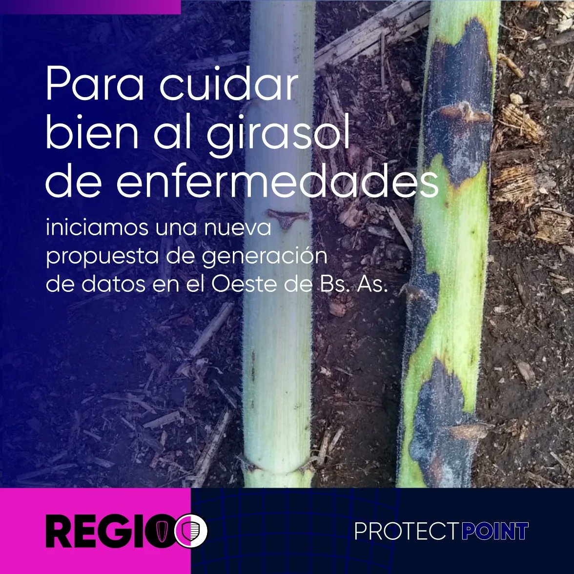OdSagro's tweet photo. #Agrodecisiones. La nueva campaña impone desafíos productivos. 

🌻 🔜 Las parcelas de #RegioPoint nos permitirán generar información, en este contexto, que mejore decisiones futuras para el #girasol.

Ahora en sus dos versiones: 

1) 🛡 #RegioProtect https://t.co/OngVD3WQ6r