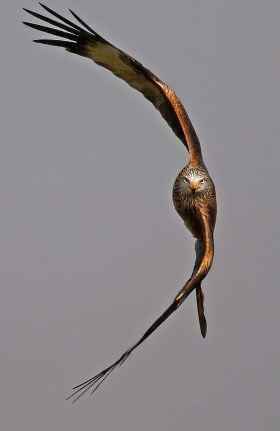 Incredible shot of a Red kite (Milvus milvus) in flight at the Llanddeusant Kite Feeding Station, #WALES.