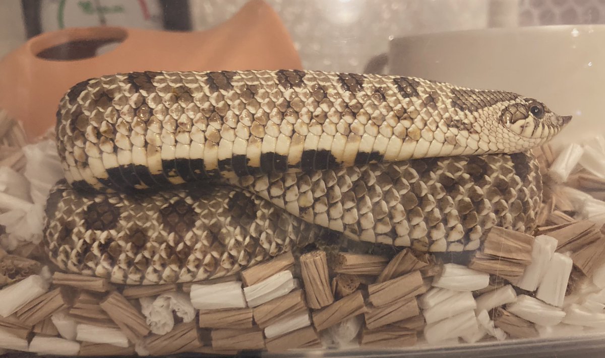 おはようなこ🐍🌅