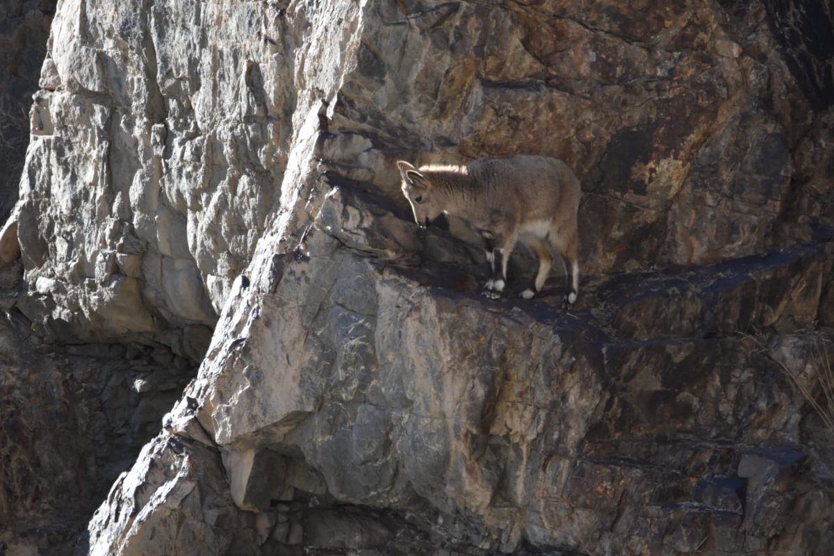 syedrizwanmehb1's tweet photo. "To jump or not to jump down the ptecipitous rock wall, that is the question"
Innocent Himalayan Ibex kid's dilemma at Khunjerab National Park https://t.co/XvSSPSp8mR
