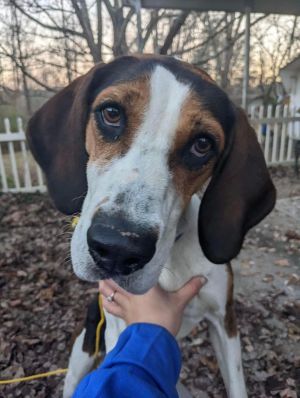 Hey! I am Sugar Pie. I am a Female Treeing Walker Coonhound.
petfinder.com/dog/sugar-pie-…